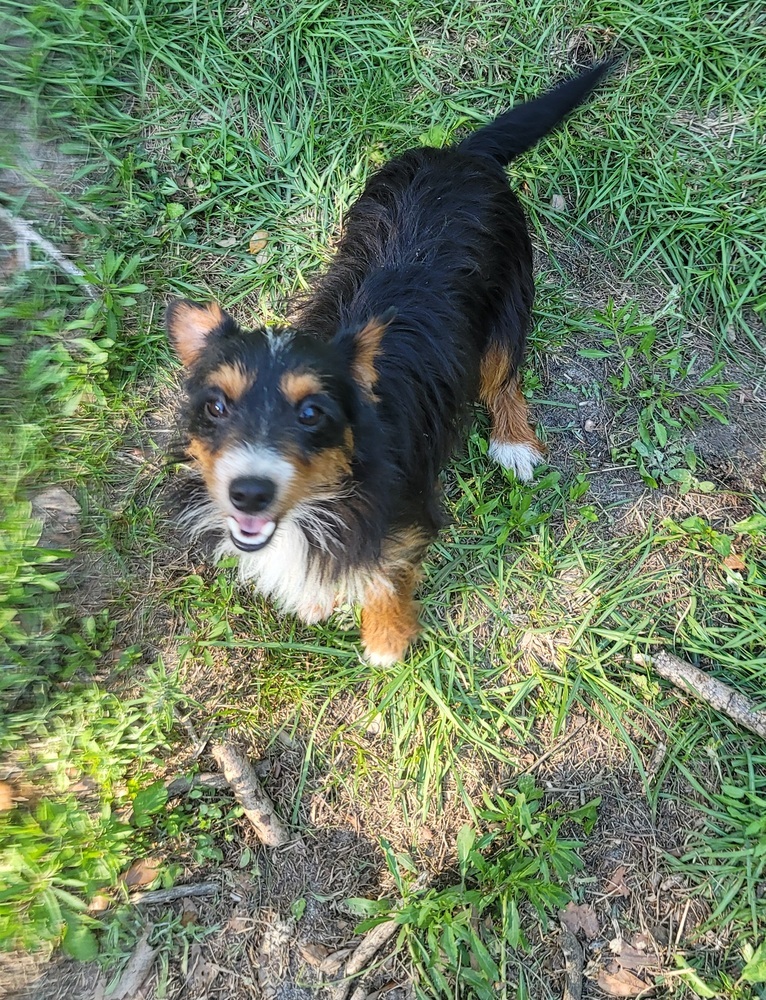 Sam, an adoptable Terrier in Bonifay, FL, 32425 | Photo Image 4