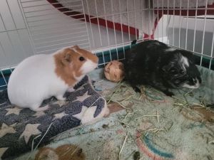 Guinea pig cages chewy sale