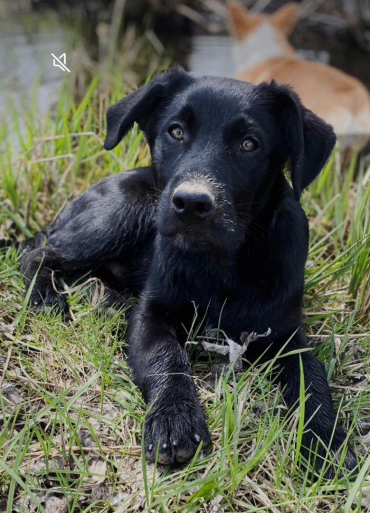 Tucker, born Jan 16th/2023, neutered  4