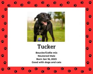 Tucker, born Jan 16th/2023, neutered 