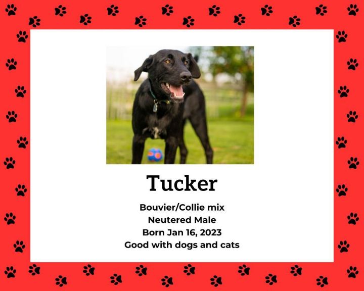 Tucker, born Jan 16th/2023, neutered  1