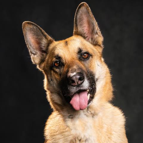 ZARDU, an adoptable German Shepherd Dog in Camarillo, CA, 93010 | Photo Image 1