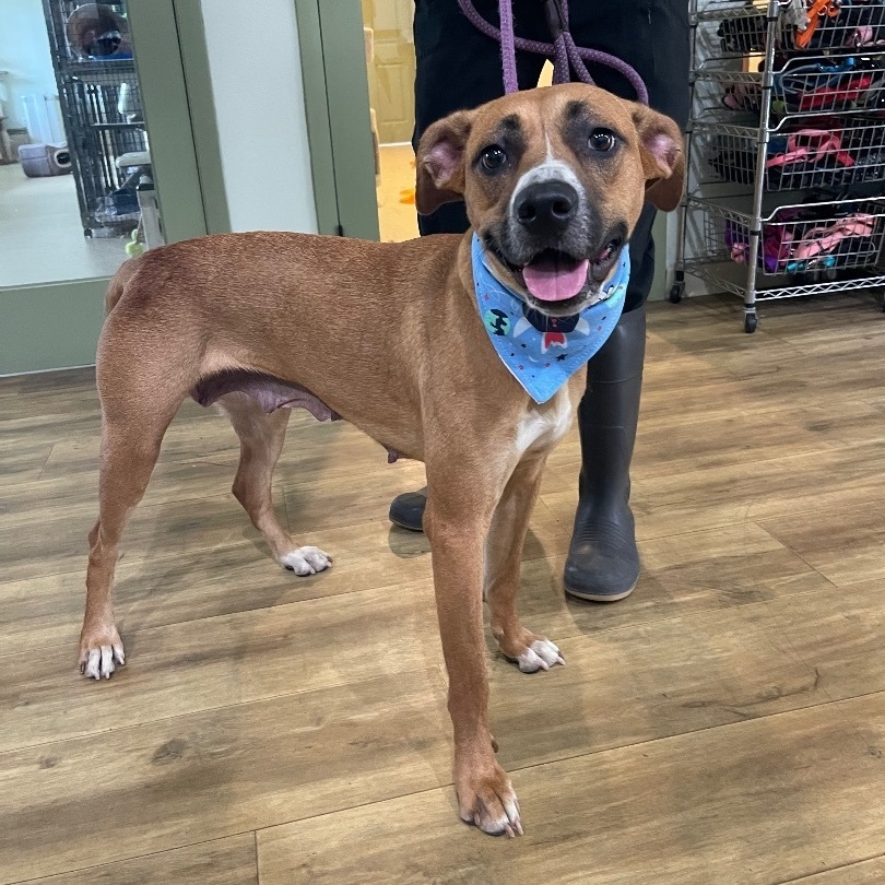 Dog for adoption - Bella, a Black Mouth Cur & Australian Shepherd Mix ...