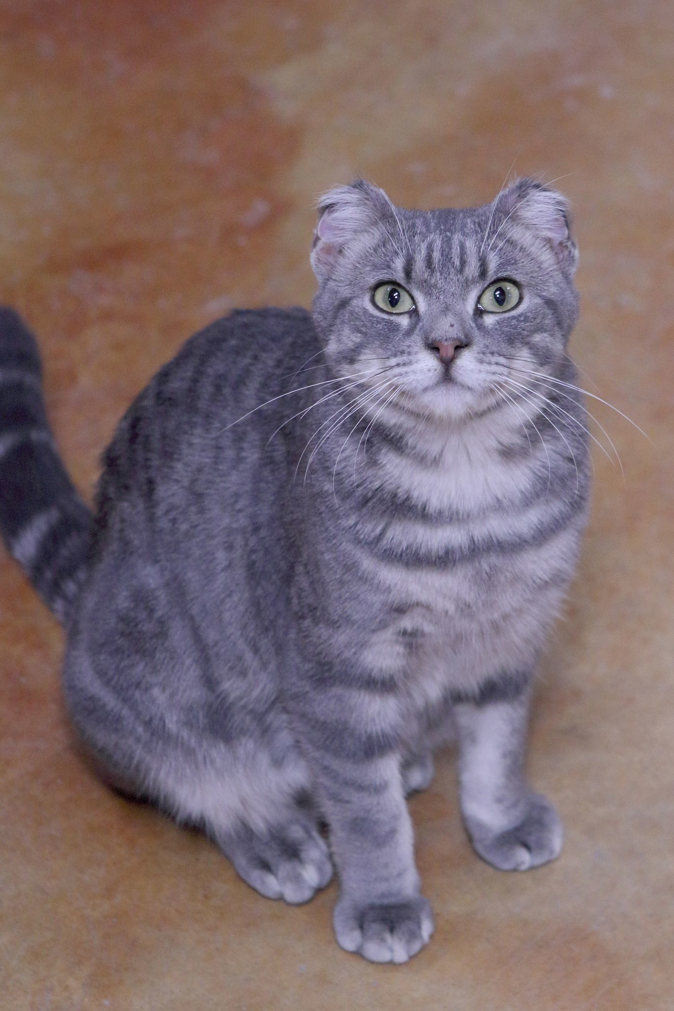 Finny, an adoptable Domestic Short Hair in Austin, MN, 55912 | Photo Image 1