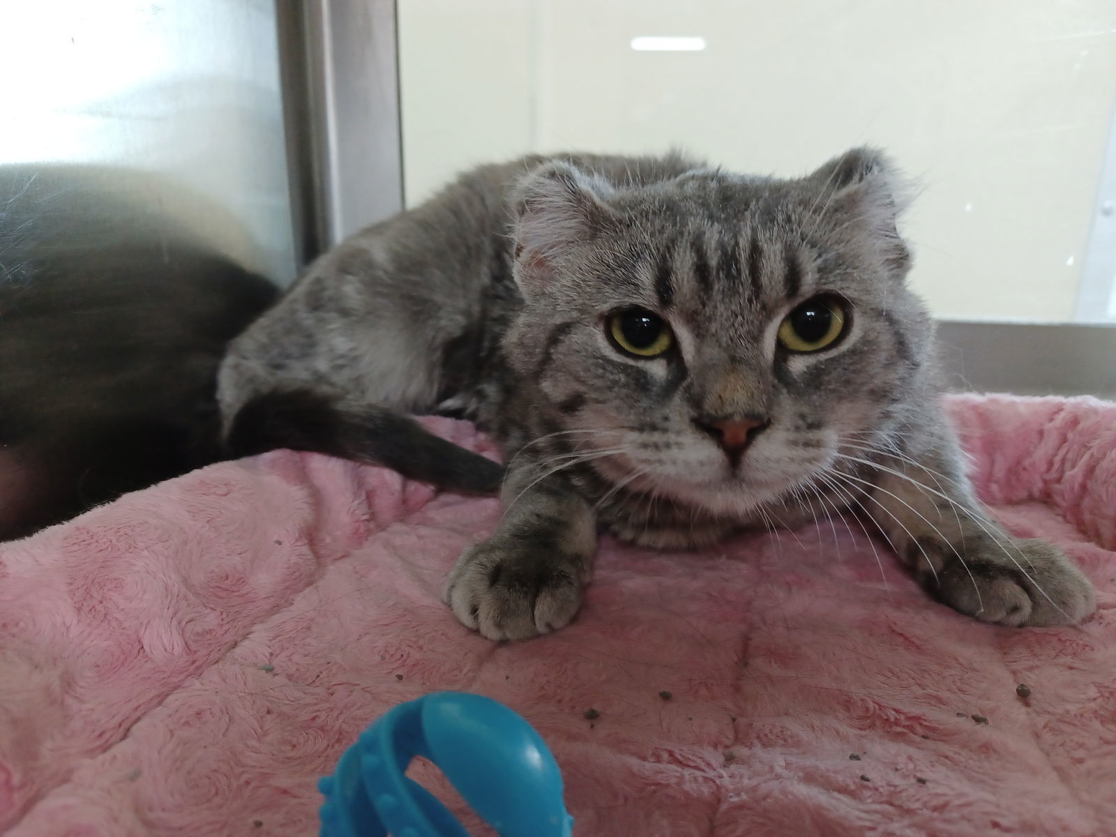 Finny, an adoptable Domestic Short Hair in Austin, MN, 55912 | Photo Image 2