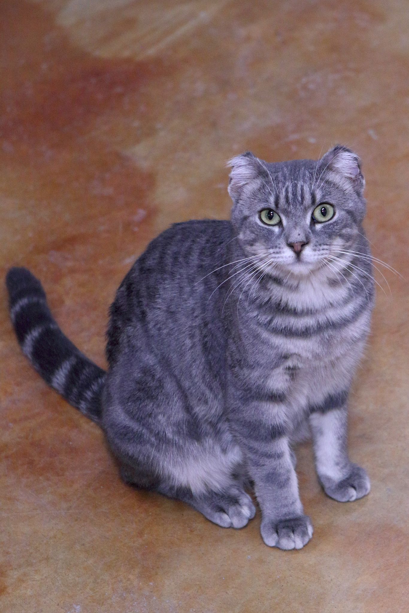 Finny, an adoptable Domestic Short Hair in Austin, MN, 55912 | Photo Image 3