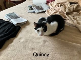Quincy, an adoptable Domestic Short Hair in West Orange, NJ_image-1