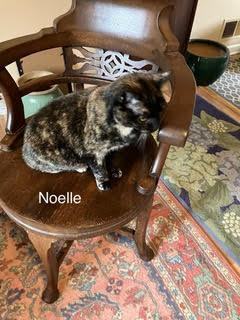 Noelle, an adoptable Domestic Short Hair in West Orange, NJ_image-1