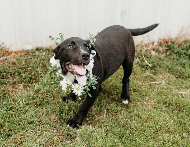 Jason, an adoptable Black Labrador Retriever in Newcastle, OK_image-1