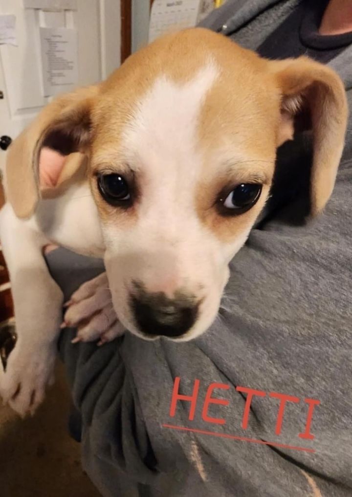 Hettie, an adoptable Mixed Breed in Lacon, IL_image-2