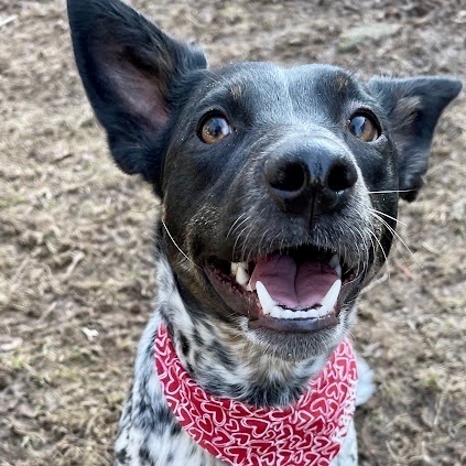 Radar, an adopted Australian Cattle Dog / Blue Heeler Mix in Rochester, NY_image-1