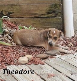 Theodore 1