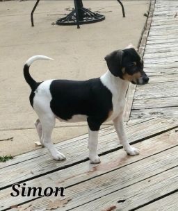 Simon, an adoptable Beagle Mix in Lacon, IL_image-1