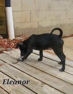 Eleanor, an adoptable Beagle Mix in Lacon, IL_image-1
