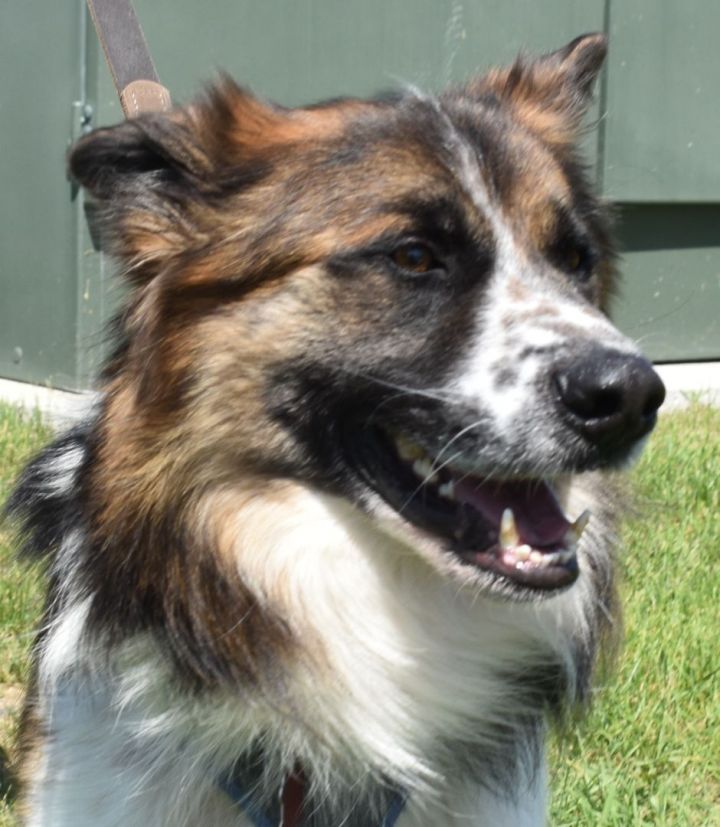 Bosco, an adoptable Collie & Shepherd Mix in Farmington, MN_image-3