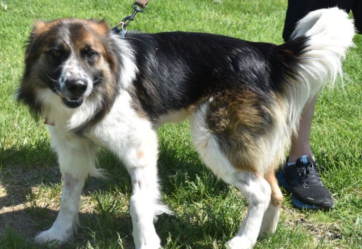 Bosco, an adoptable Collie & Shepherd Mix in Farmington, MN_image-6
