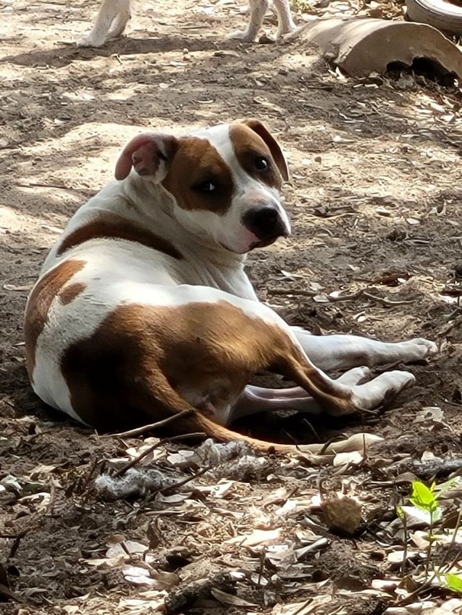 Dottie