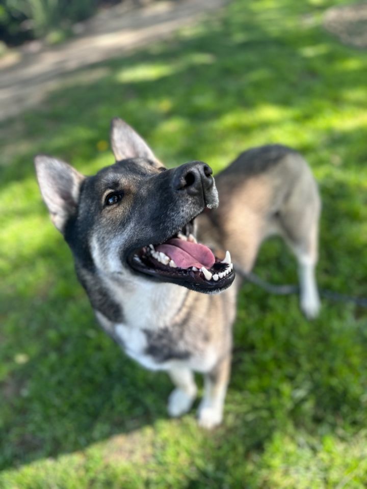 PACO, an adoptable Husky & German Shepherd Dog Mix in LOS ANGELES, CA_image-2