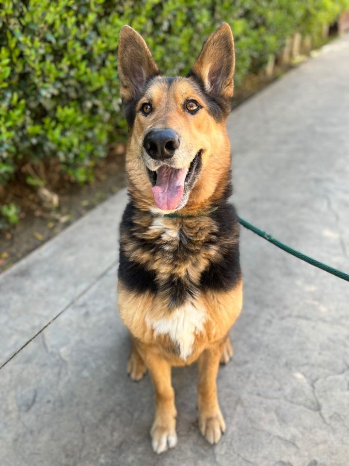 KODAK, an adopted German Shepherd Dog in LOS ANGELES, CA_image-1