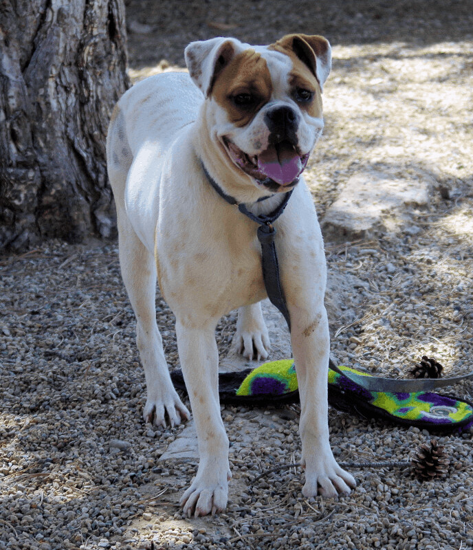 FRANKIE, an adoptable Boxer in Kuna, ID, 83634 | Photo Image 2