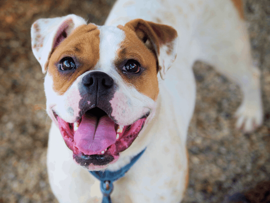 FRANKIE, an adoptable Boxer in Kuna, ID, 83634 | Photo Image 3
