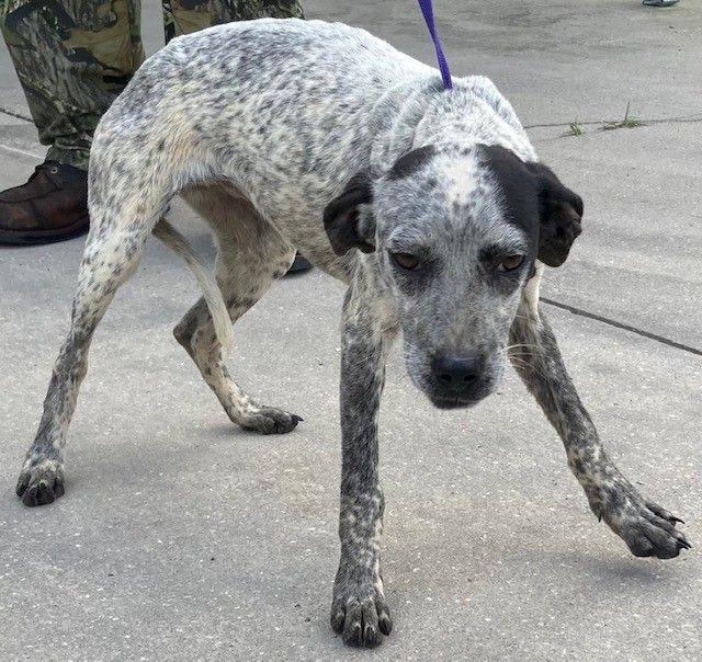 Dog for adoption Henley, a Hound Mix in Bronson, FL Petfinder