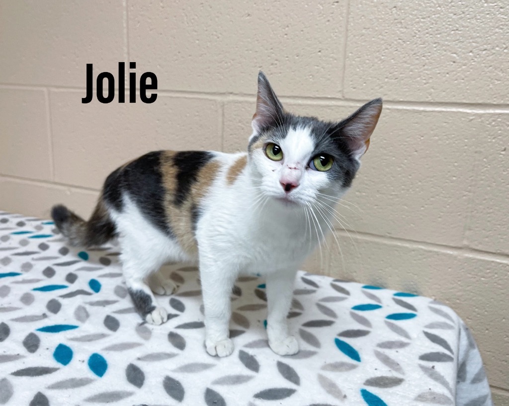 Jolie