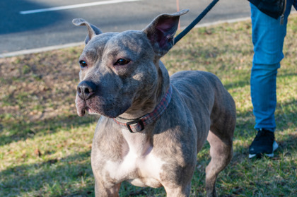 Stella, an adoptable Pit Bull Terrier Mix in Hamilton, NJ_image-2