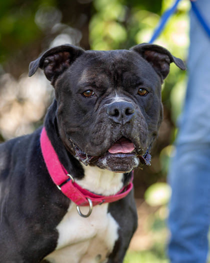 Taco, an adoptable Pit Bull Terrier Mix in Hamilton, NJ_image-1