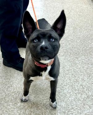 Fresca, Adult Female Mixed Breed