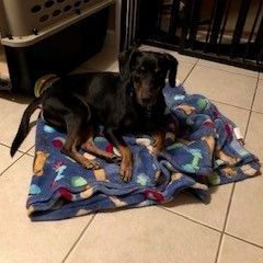 Hamburglar *Foster-to-Adopt* 4