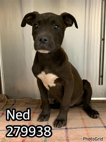 NED 1