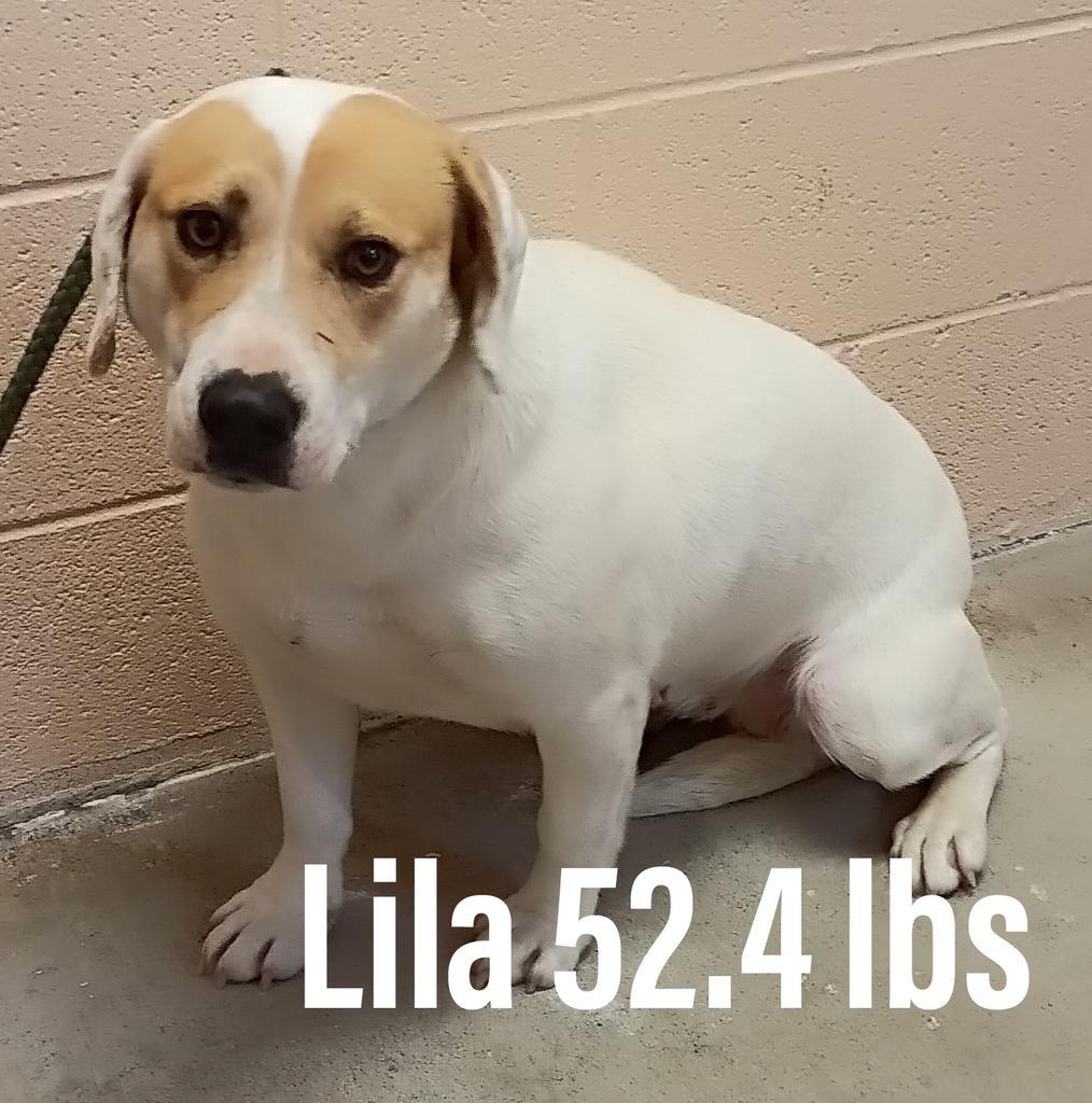 Lila