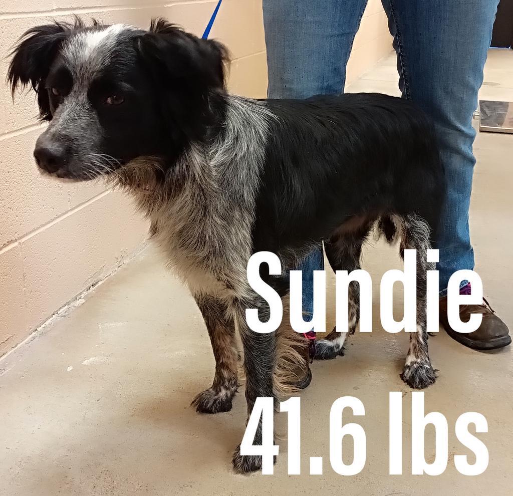 Sundie
