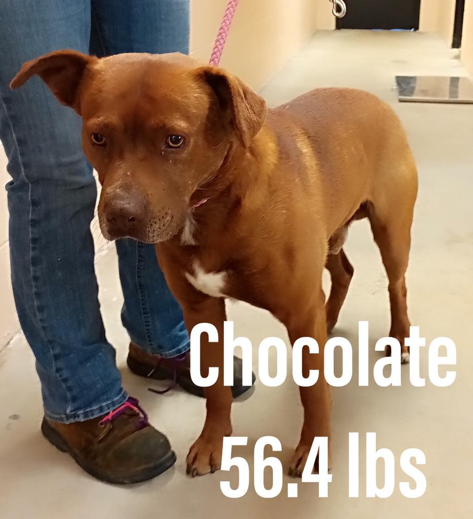 Chocolate