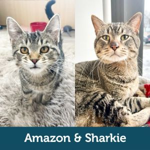 Amazon & Sharkie (Bonded Pair)