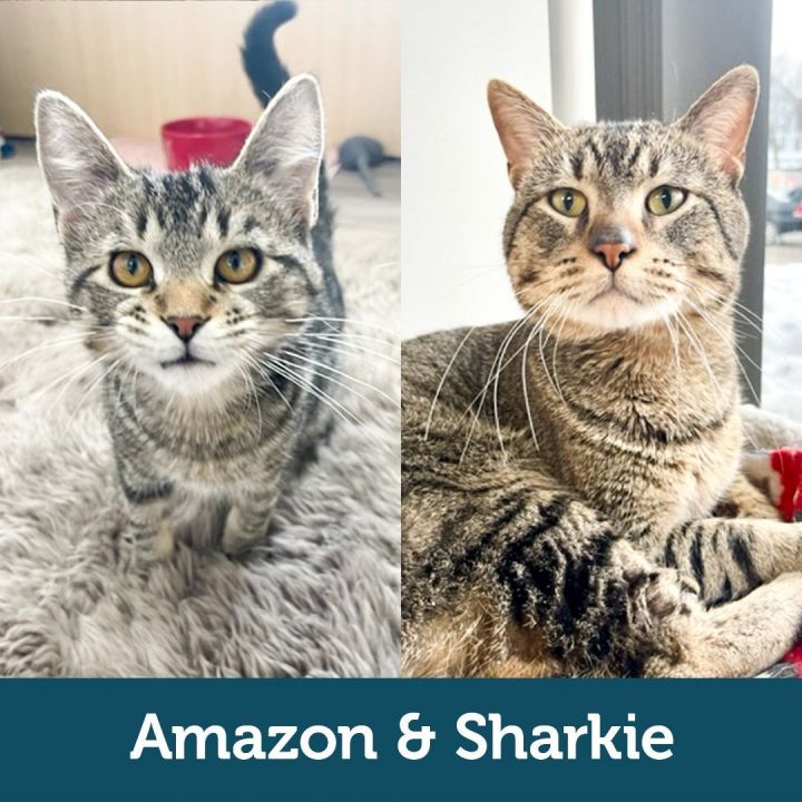 Amazon & Sharkie (Bonded Pair) 1