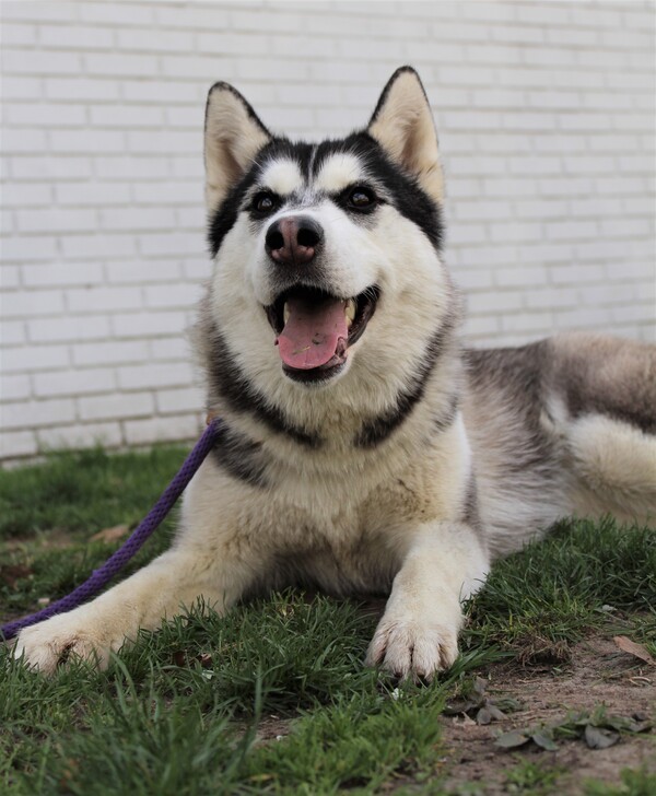 are siberian huskies next level smart