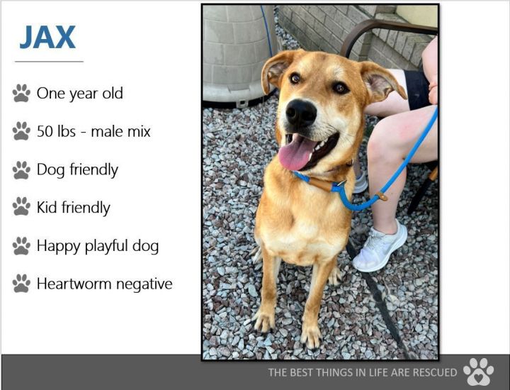 Foster Jax!, an adoptable Labrador Retriever & Shepherd Mix in Oswego, IL_image-3