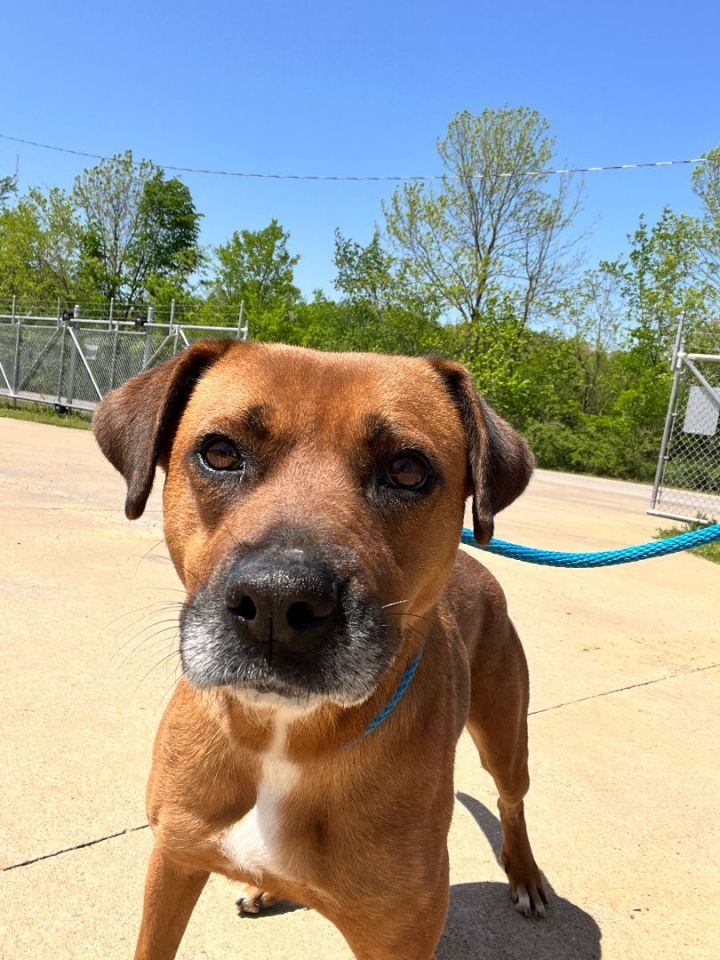 Foster Daisy Mae!, an adoptable Shepherd & Boxer Mix in Oswego, IL_image-3