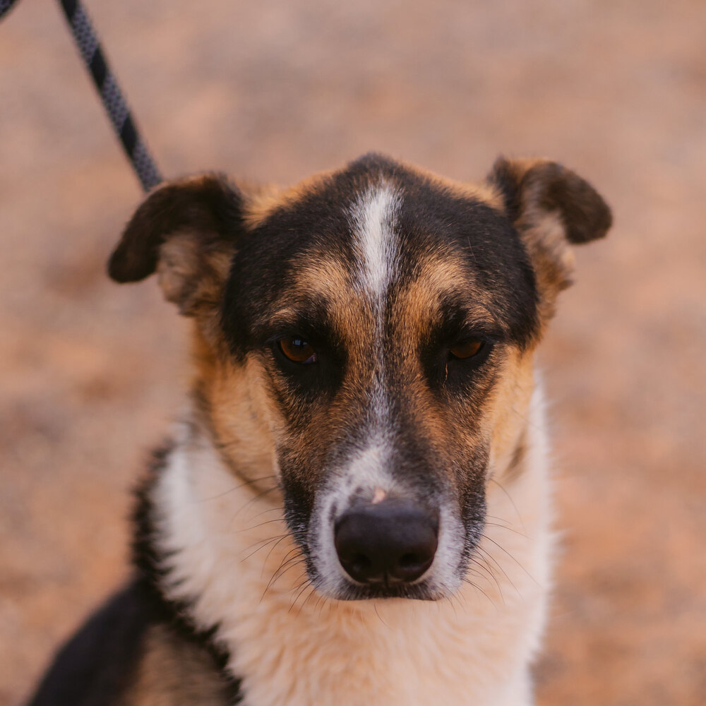 Ki---Ashkii, an adoptable Shepherd in Page, AZ, 86040 | Photo Image 1