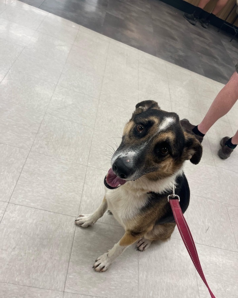 Ki---Ashkii, an adoptable Shepherd in Page, AZ, 86040 | Photo Image 2