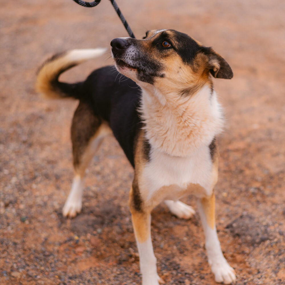 Ki---Ashkii, an adoptable Shepherd in Page, AZ, 86040 | Photo Image 4