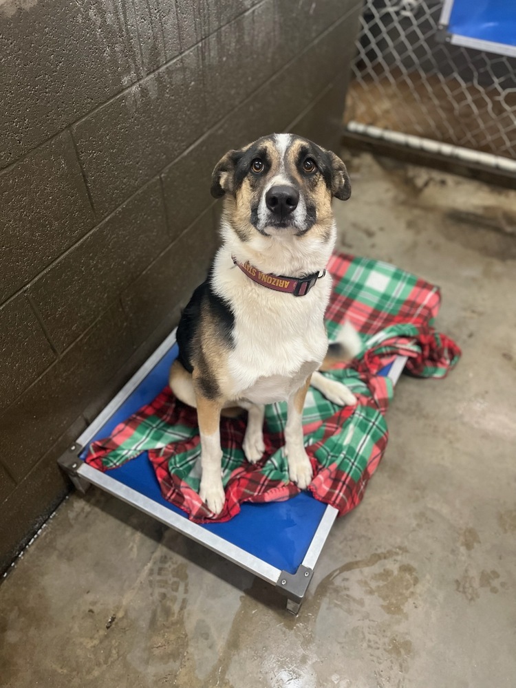 Ki---Ashkii, an adoptable Shepherd in Page, AZ, 86040 | Photo Image 6