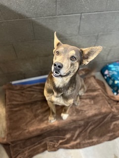 Micah, an adoptable Shepherd in Page, AZ, 86040 | Photo Image 1