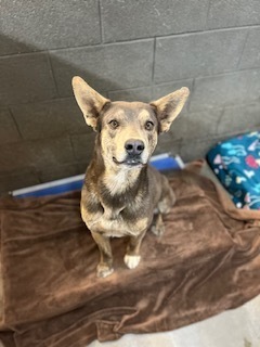 Micah, an adoptable Shepherd in Page, AZ, 86040 | Photo Image 2