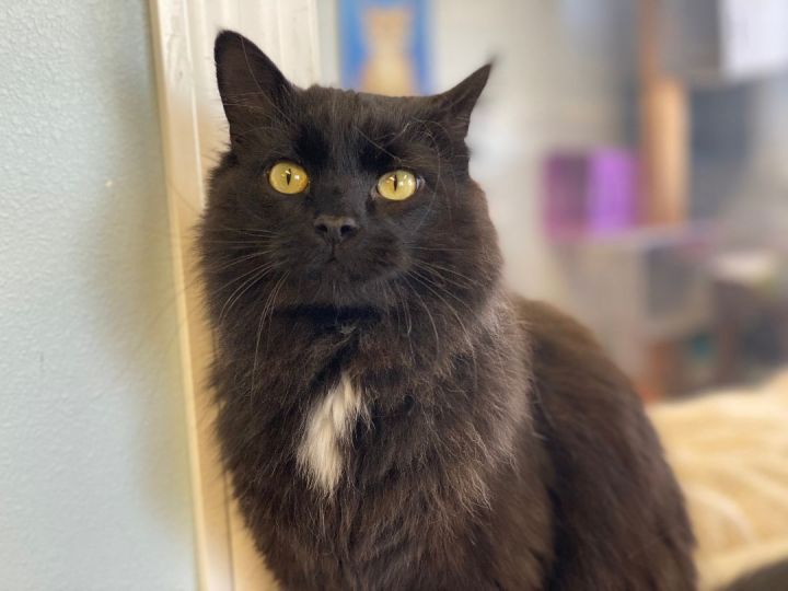 Mowgli 1