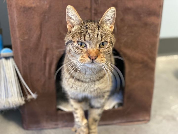 Poppy, an adoptable Tabby in Pierre, SD_image-1