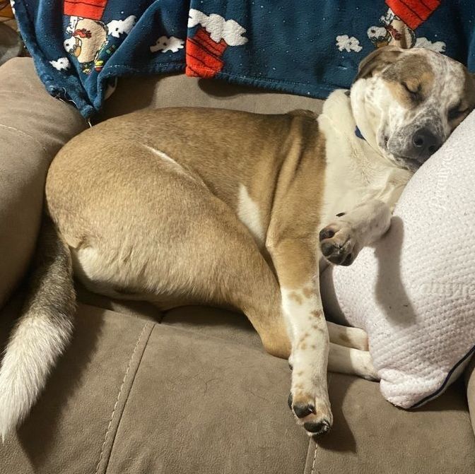 Dog for adoption Marvelous Moe, an Australian Cattle Dog / Blue