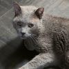Smokey photo 3
